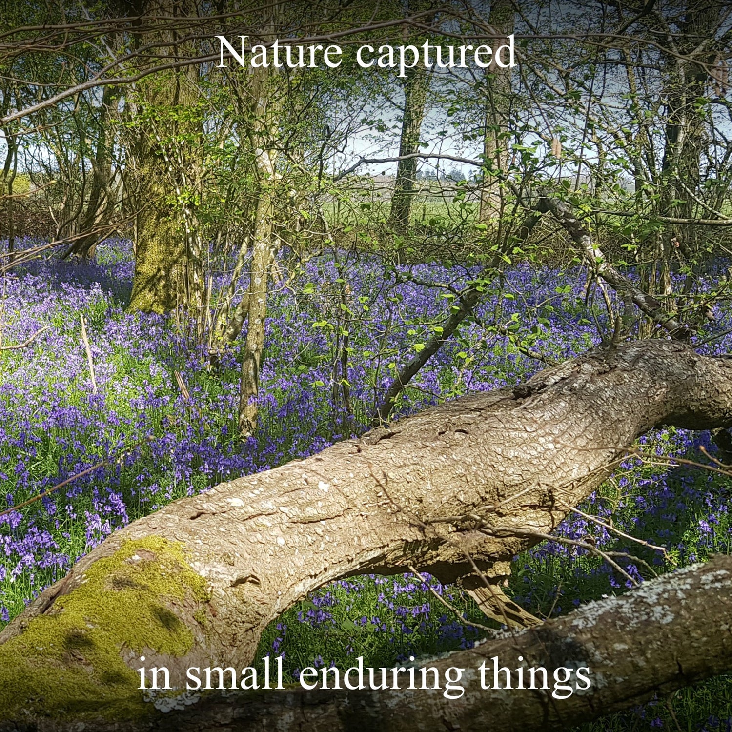 Blue bell wood British Woodland